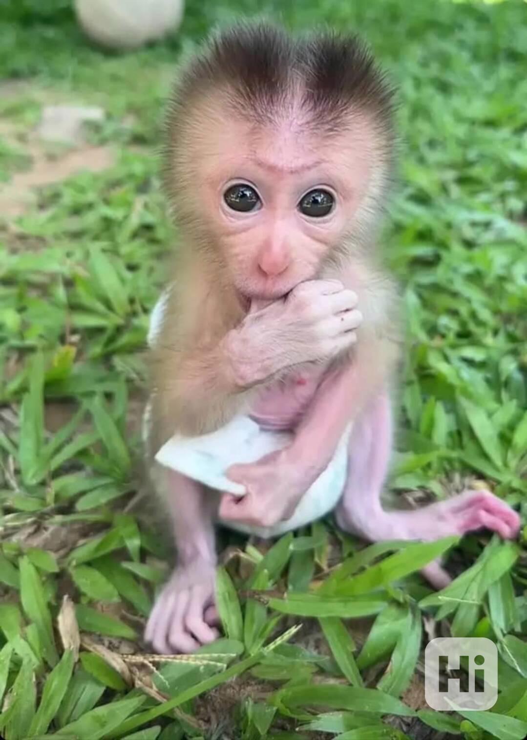Výcvik kapucínských opic pro adopci - foto 1