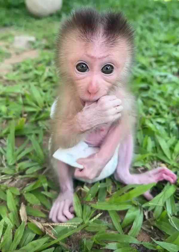 Výcvik kapucínských opic pro adopci - foto 1