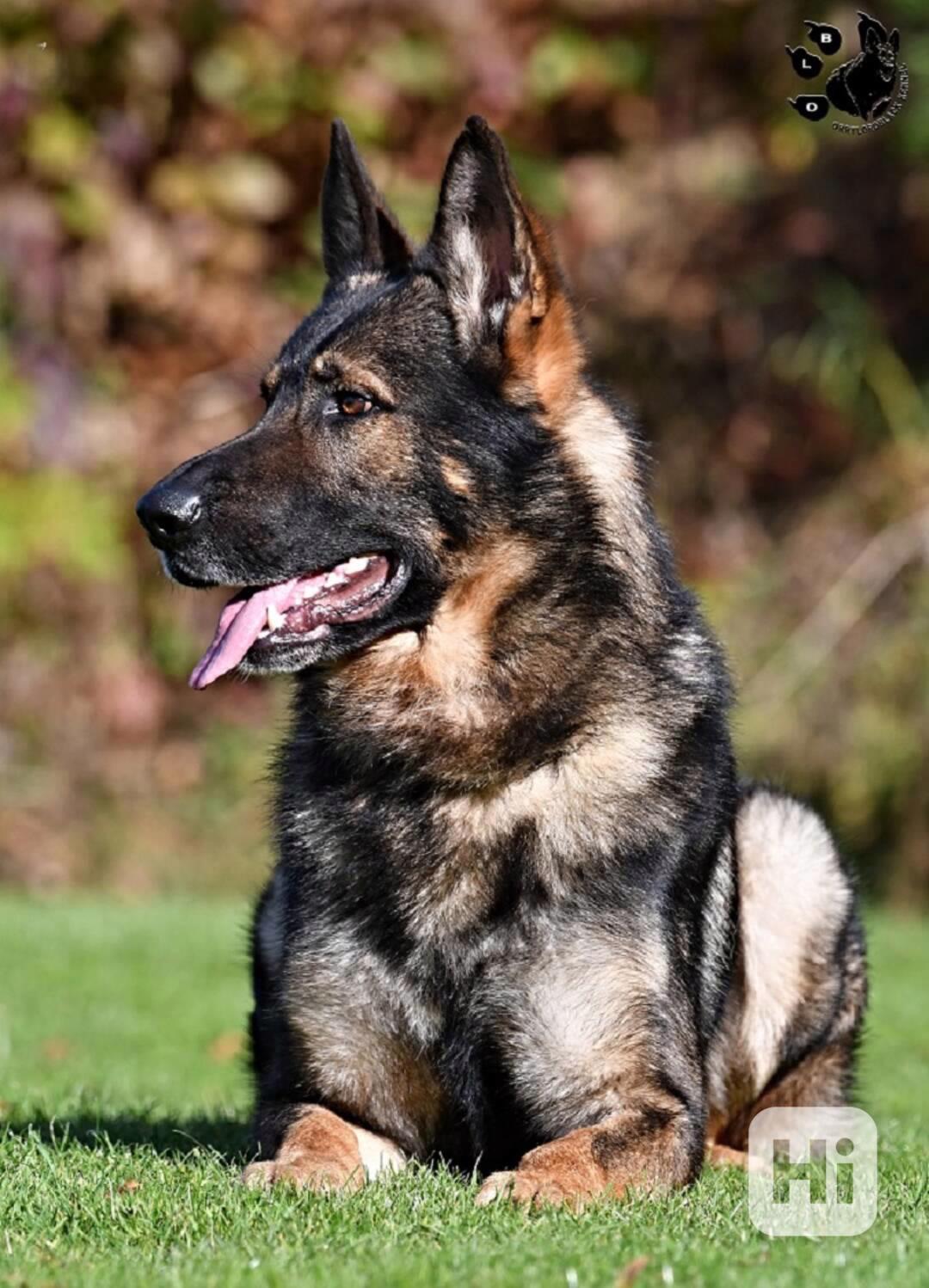 Německý ovčák štěnata s PP - foto 1