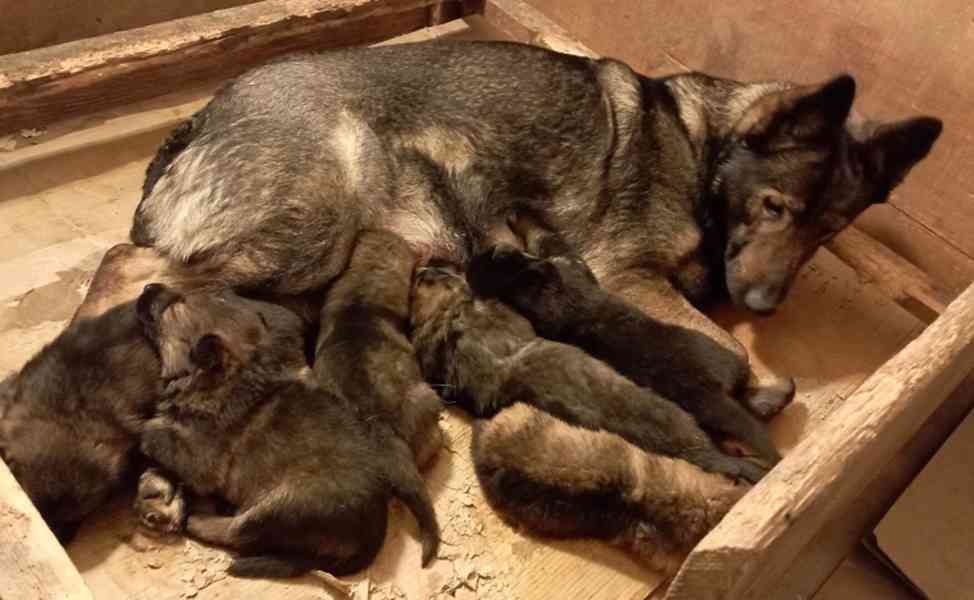 Německý ovčák štěnata s PP - foto 3