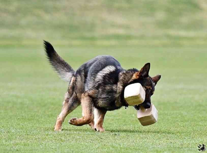 Německý ovčák štěnata s PP - foto 4