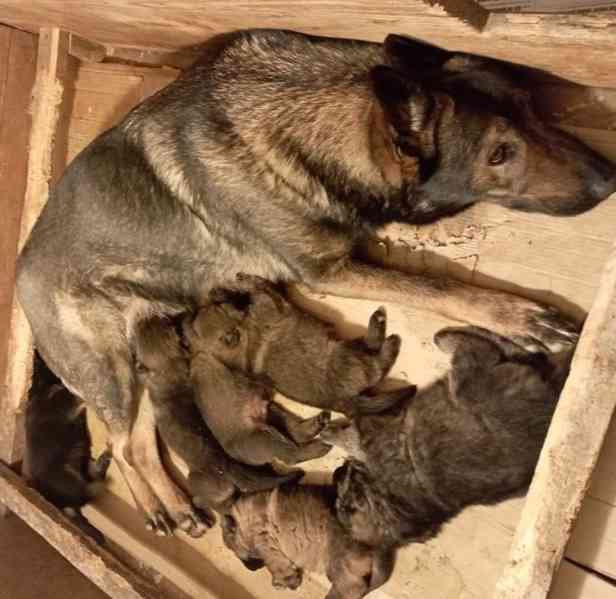 Německý ovčák štěnata s PP - foto 2