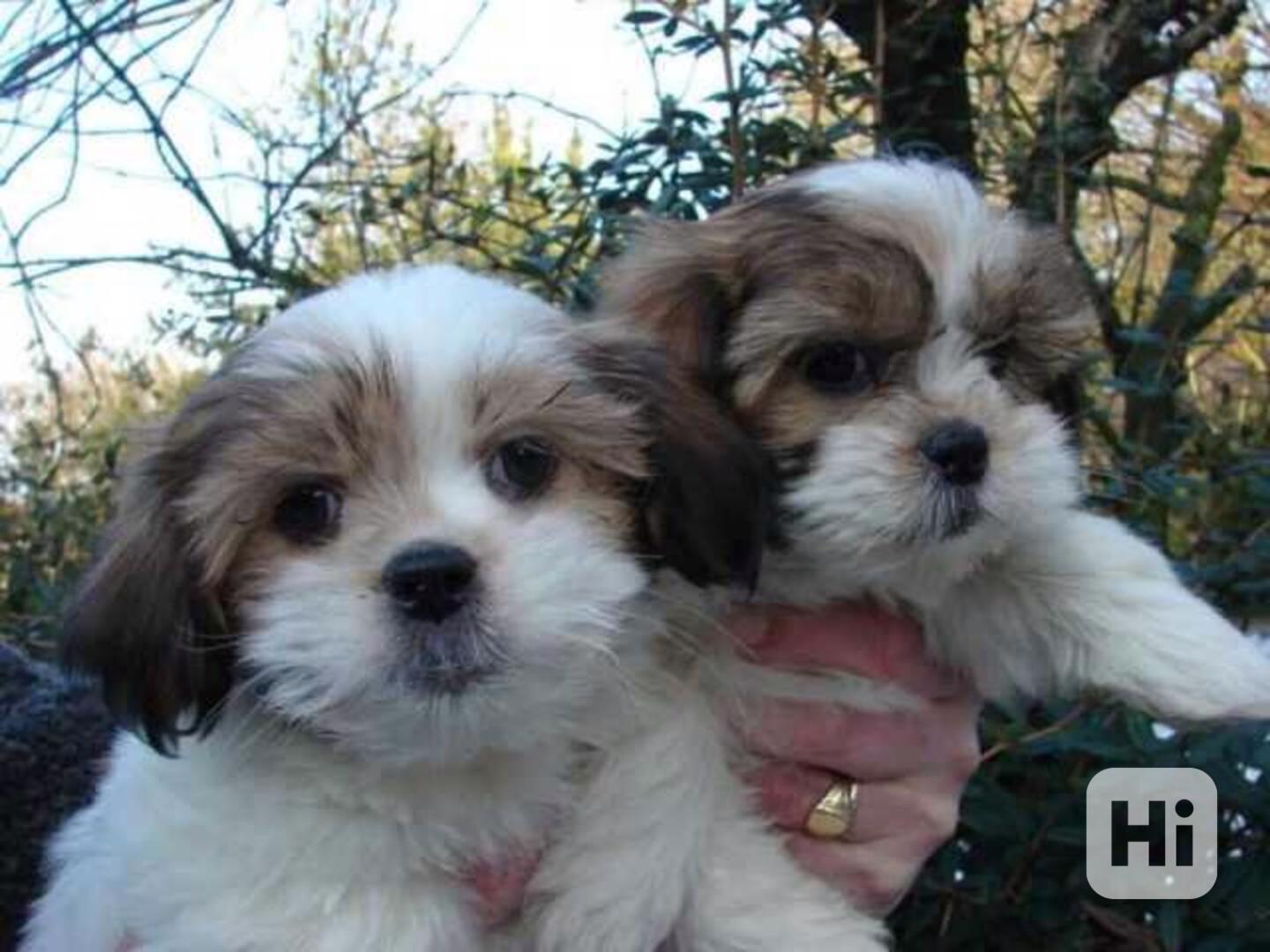 Krásná štěňata shih tzu - foto 1