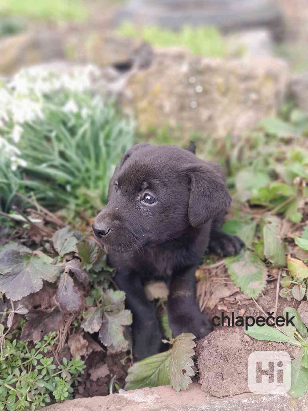 Jezevčík  - foto 1