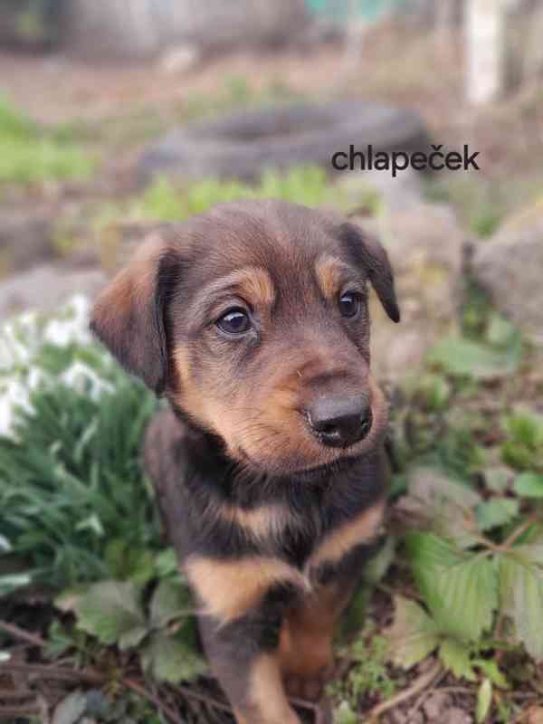 Jezevčík  - foto 2