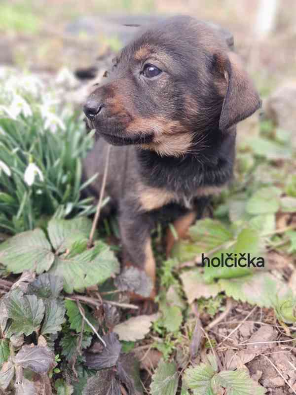 Jezevčík  - foto 4