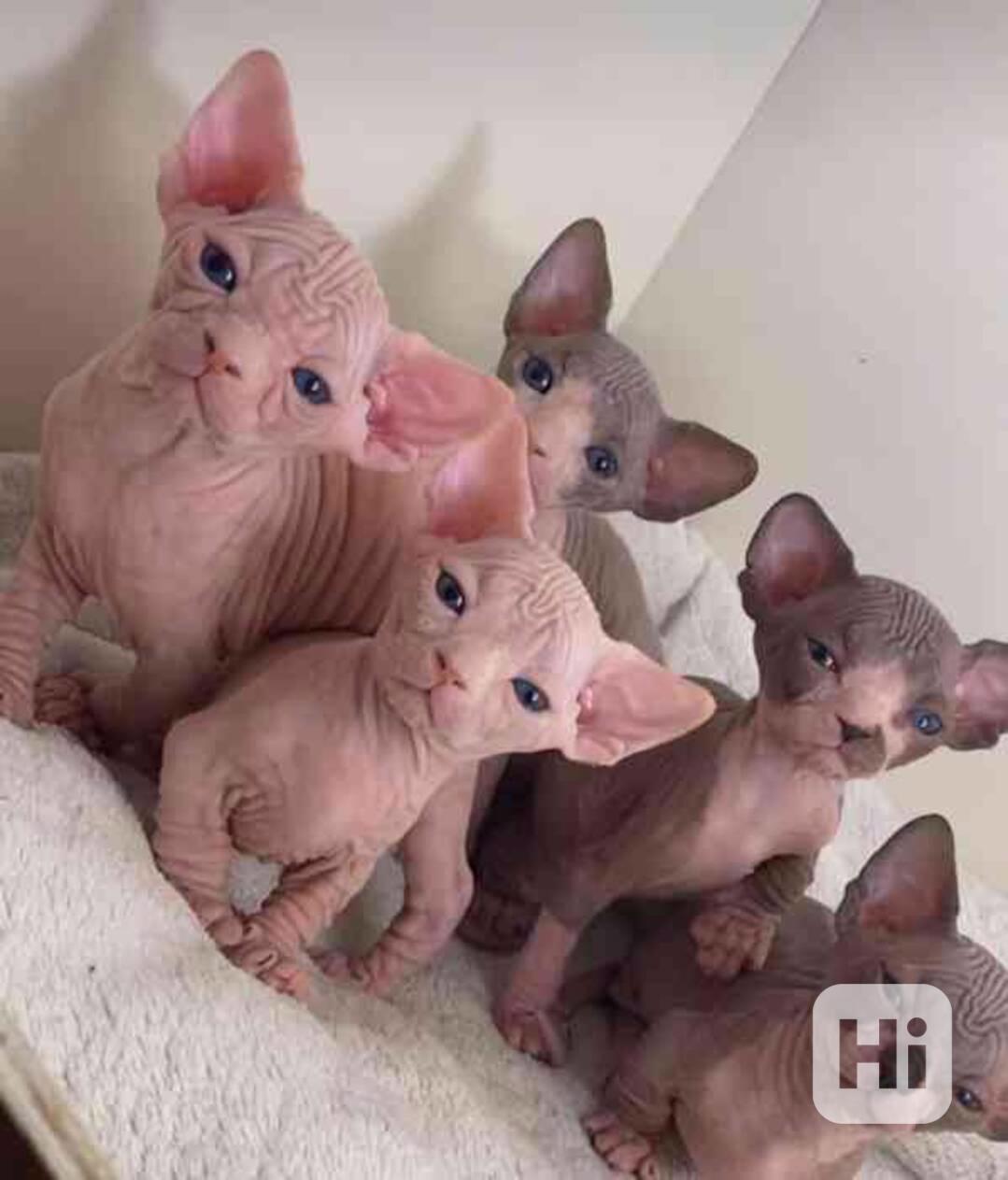 ✨ Krásné kotě Sphynx - foto 1