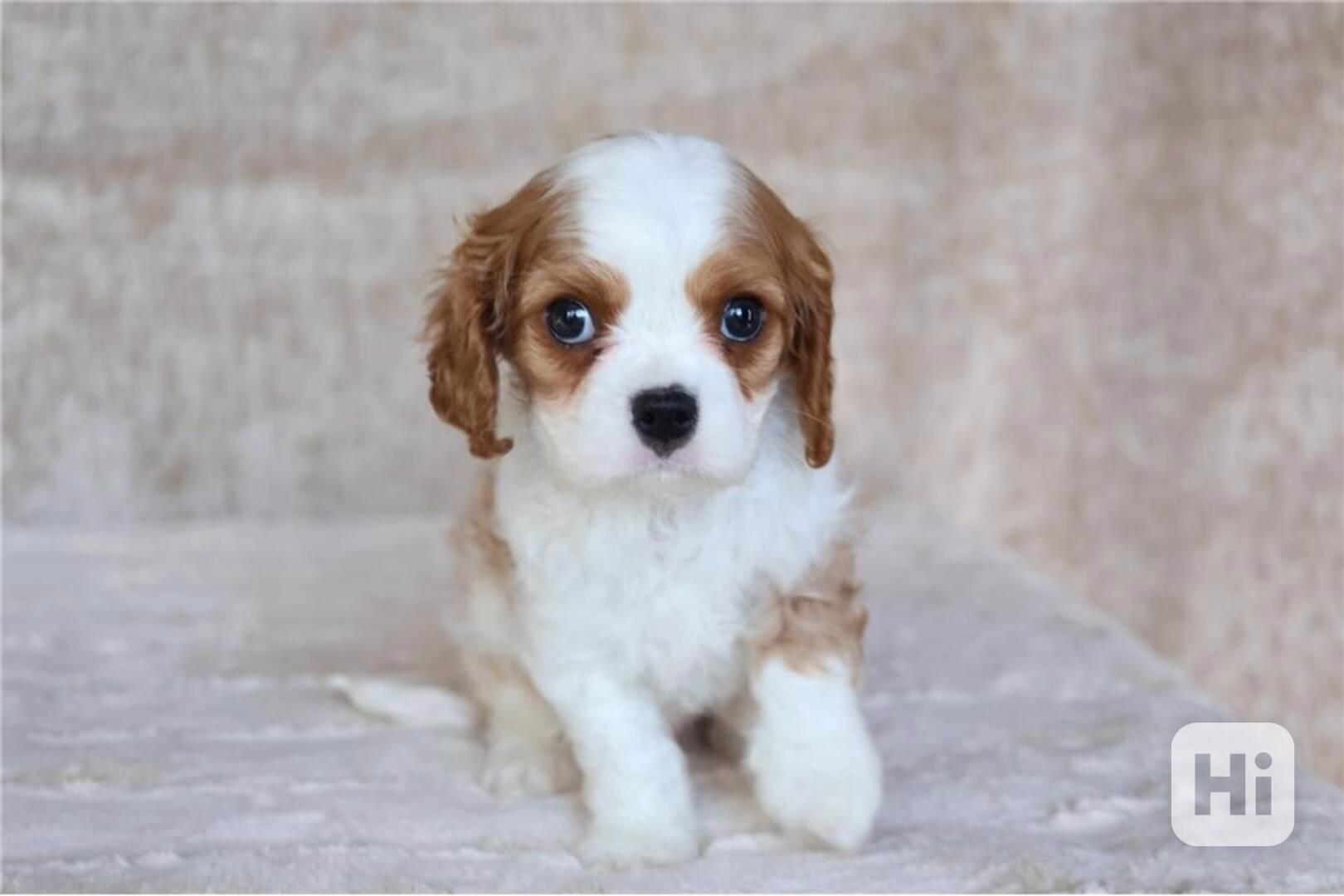 Két imádnivaló cavalier king charles spániel kölyök, akik ké - foto 1