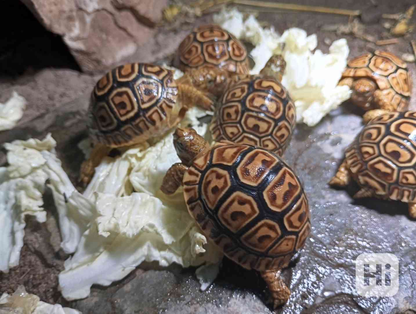 suchozemská želva pardálí - Stigmochelys pardalis babcockii - foto 1