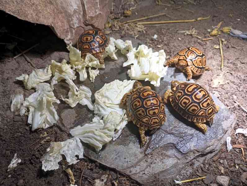 suchozemská želva pardálí - Stigmochelys pardalis babcockii - foto 5