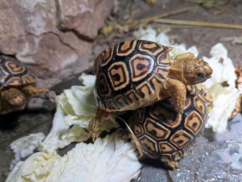 suchozemská želva pardálí - Stigmochelys pardalis babcockii - foto 2