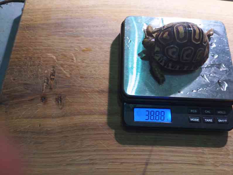 suchozemská želva pardálí - Stigmochelys pardalis babcockii - foto 3