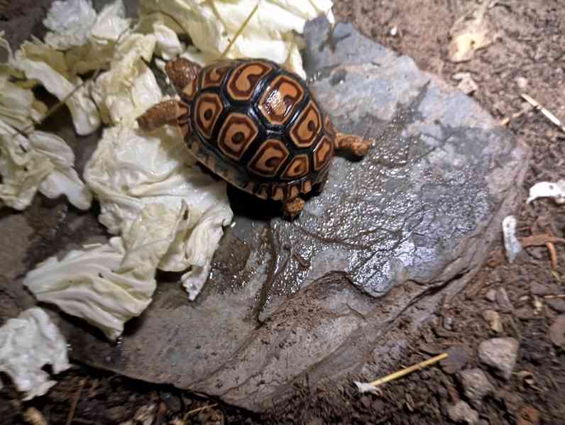 suchozemská želva pardálí - Stigmochelys pardalis babcockii - foto 4