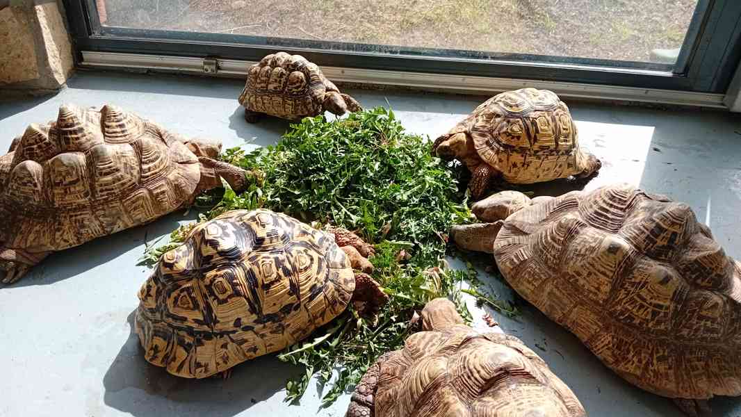 suchozemská želva pardálí - Stigmochelys pardalis babcockii - foto 6