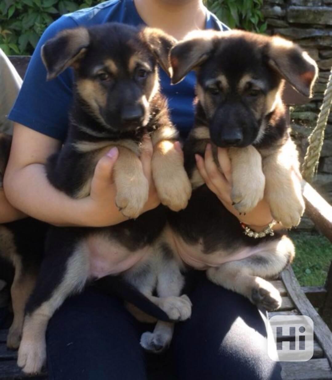 Vynikající štěňata německého ovčáka do nového domova. - foto 1