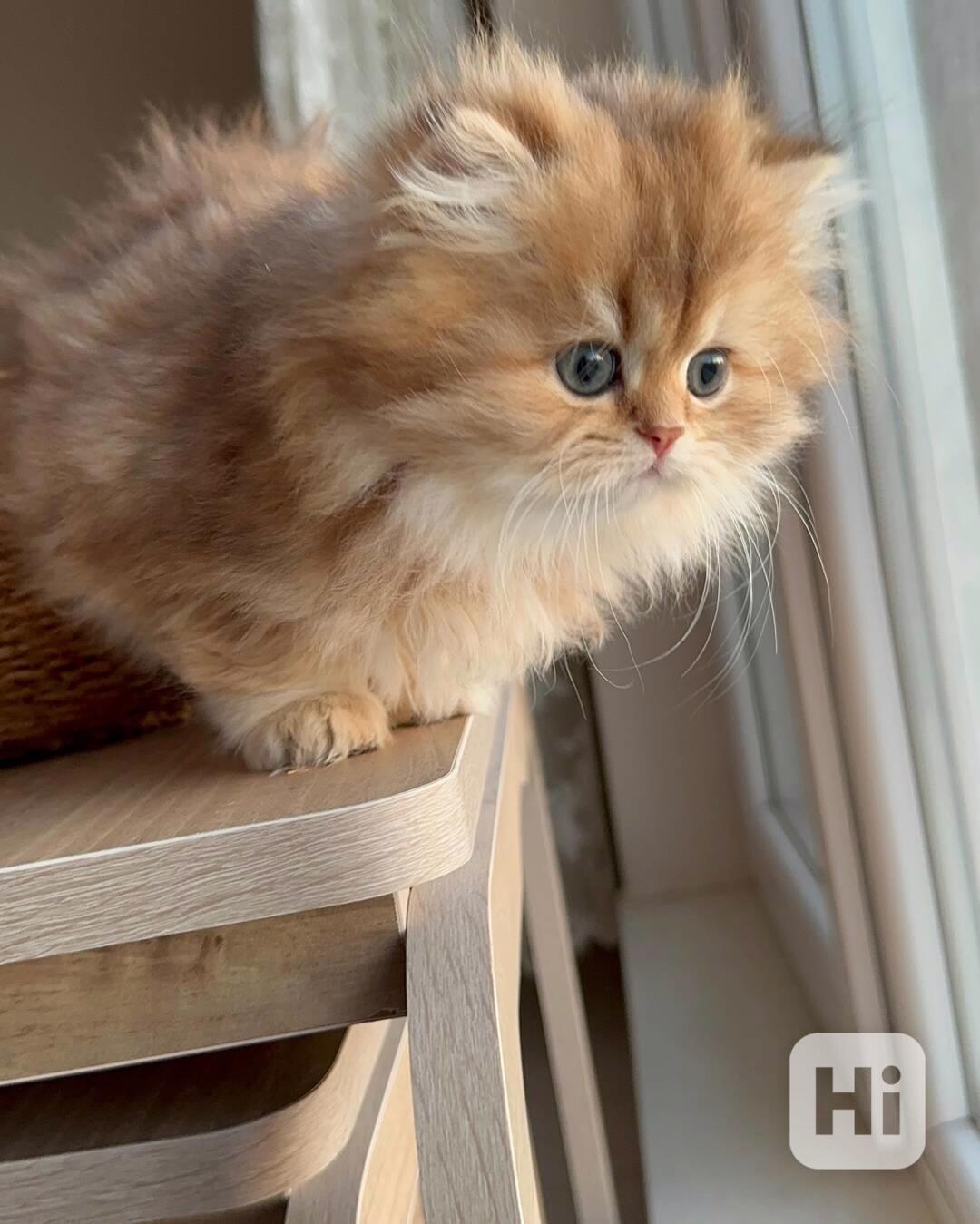 Perské kotě - foto 1