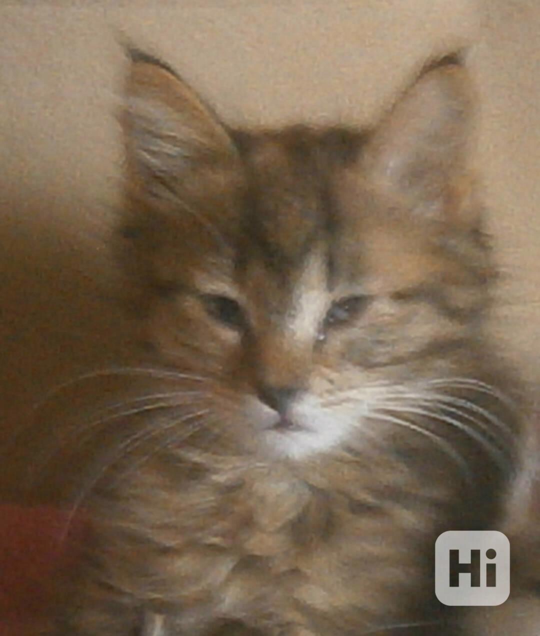 Mourovaná dlouhosrstá 3měsíční Jája hledá domov, - foto 1