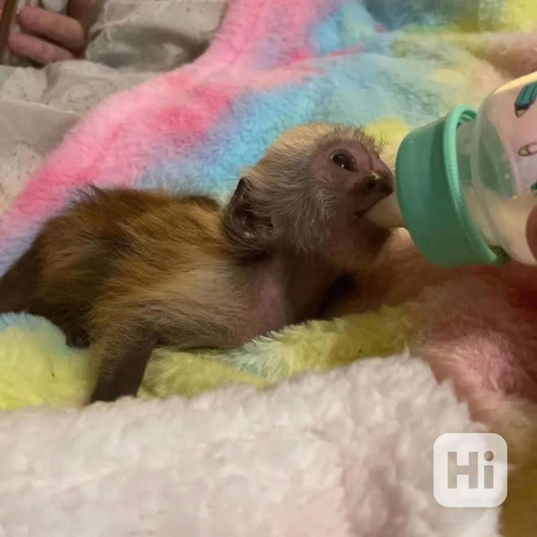 Krásné kapucínské opice 🐒💖 - foto 1