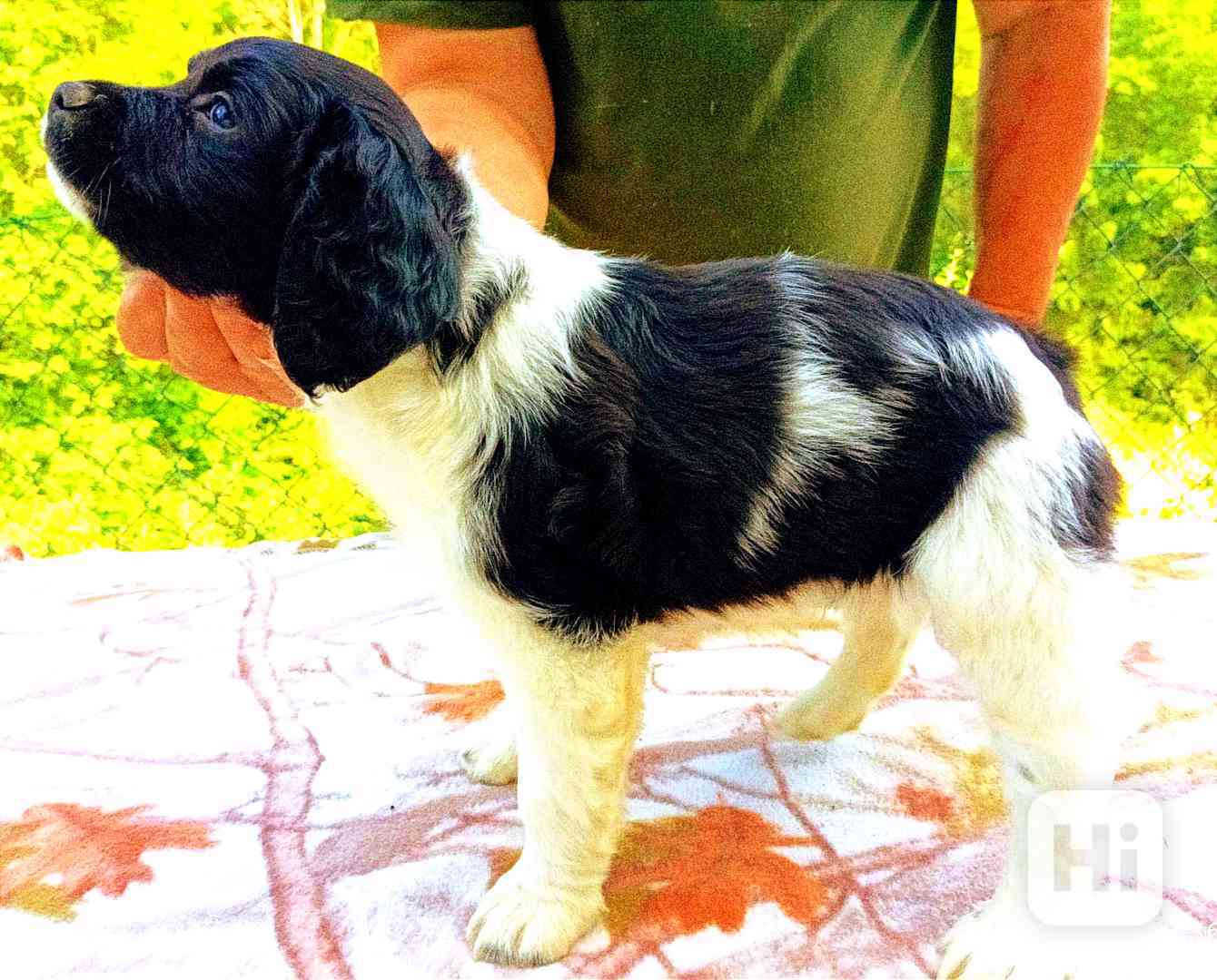 Bretaňský ohař  - foto 1