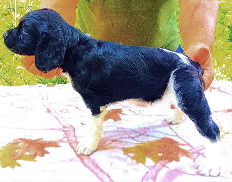 Bretaňský ohař  - foto 2