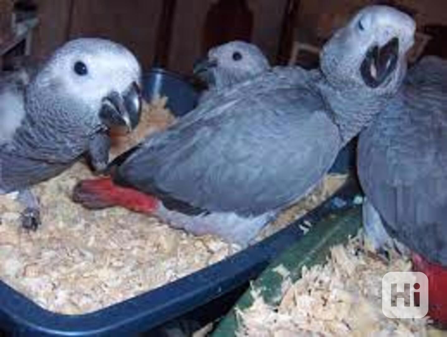 Dva papoušci šedí k adopci - foto 1