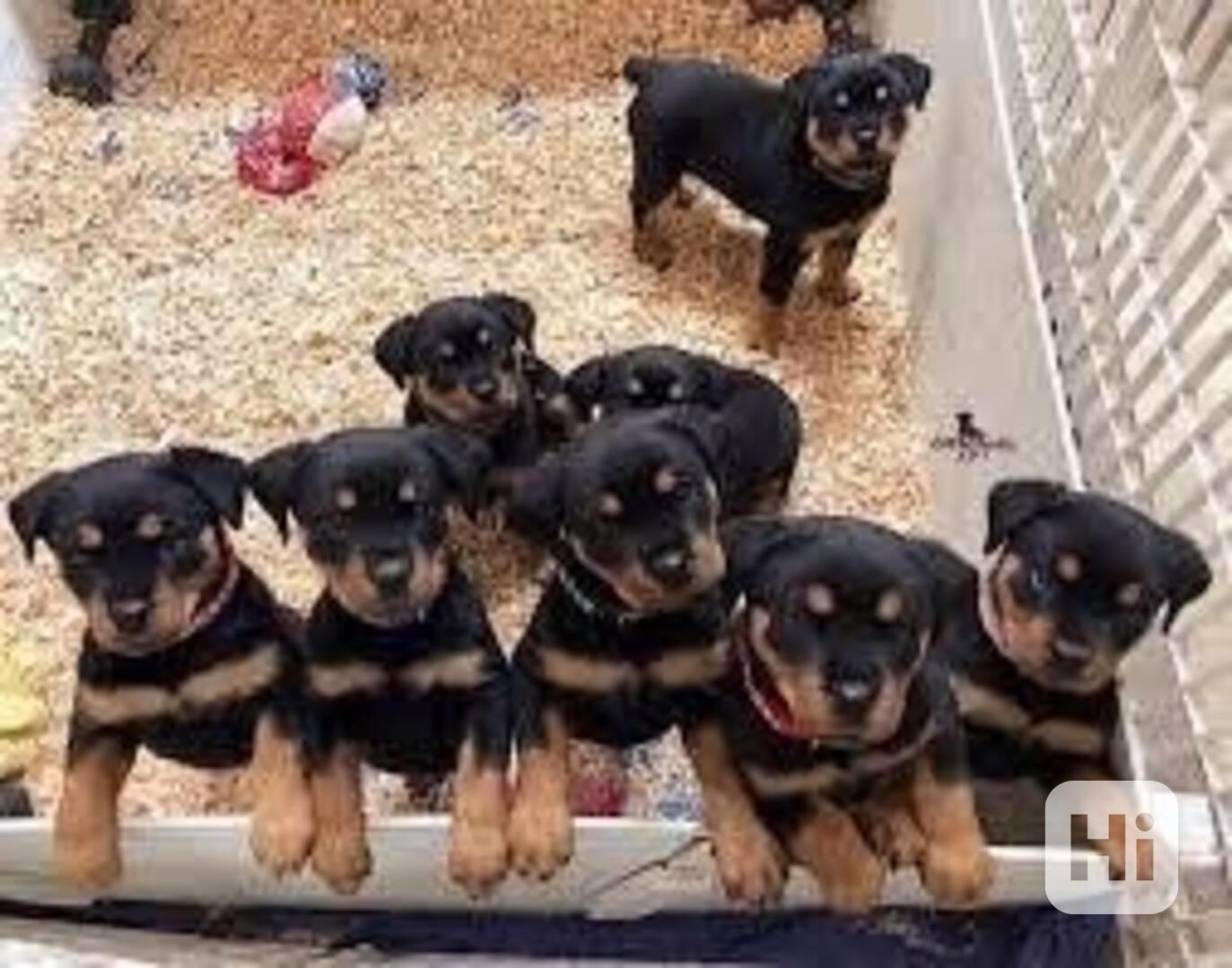 štěňata rotvajlera k adopci - foto 1