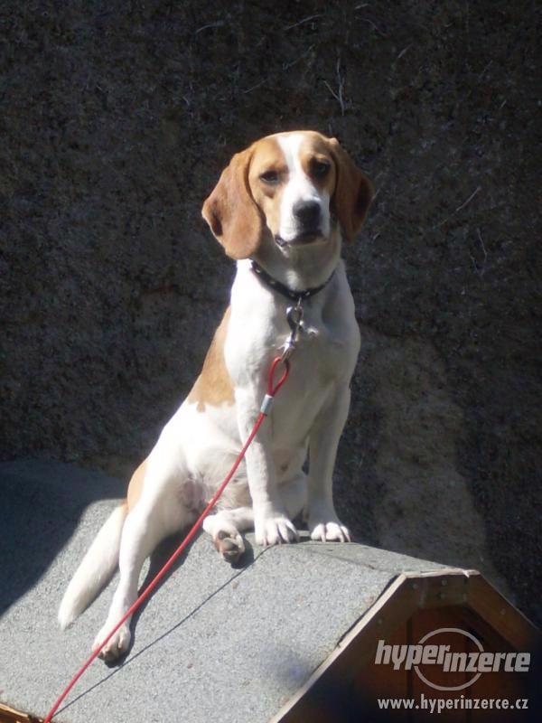 Daruji Bígla - foto 1