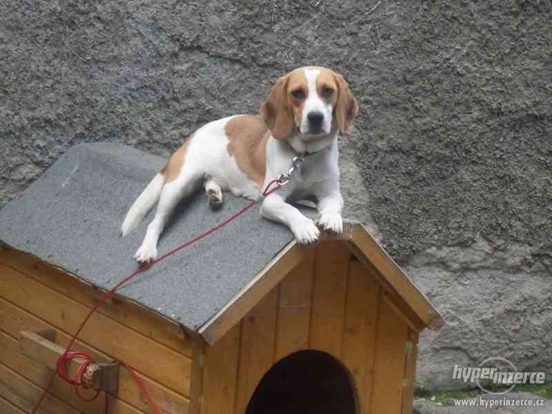 Daruji Bígla - foto 2