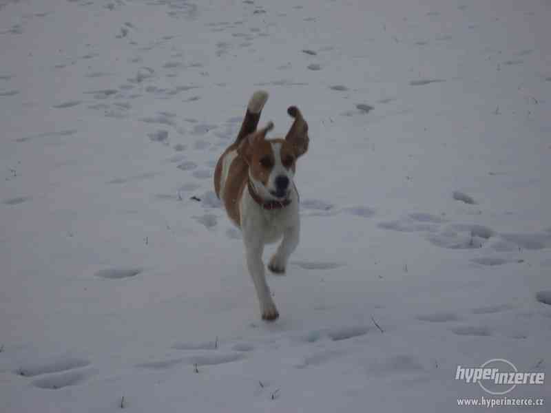 Daruji Bígla - foto 3