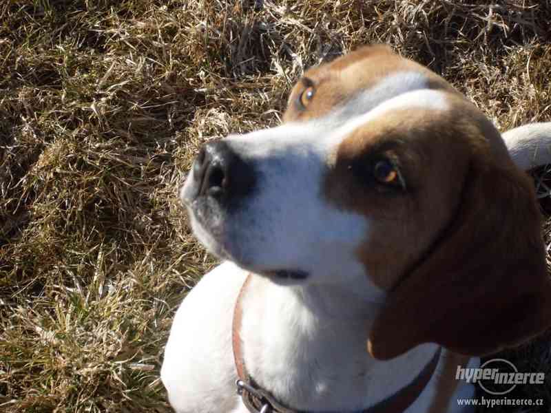 Daruji Bígla - foto 4