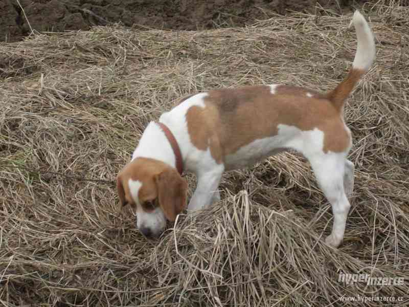 Daruji Bígla - foto 5