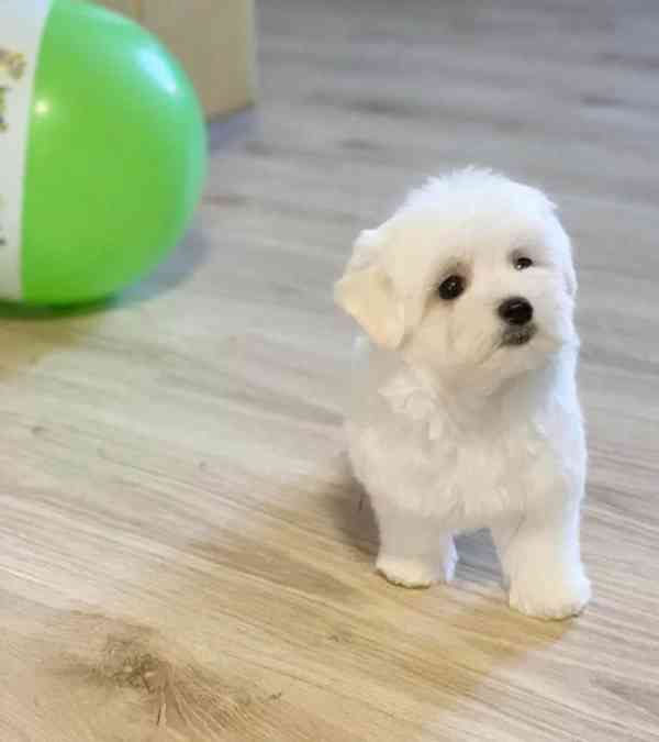 Maltézský psík bez PP - foto 1