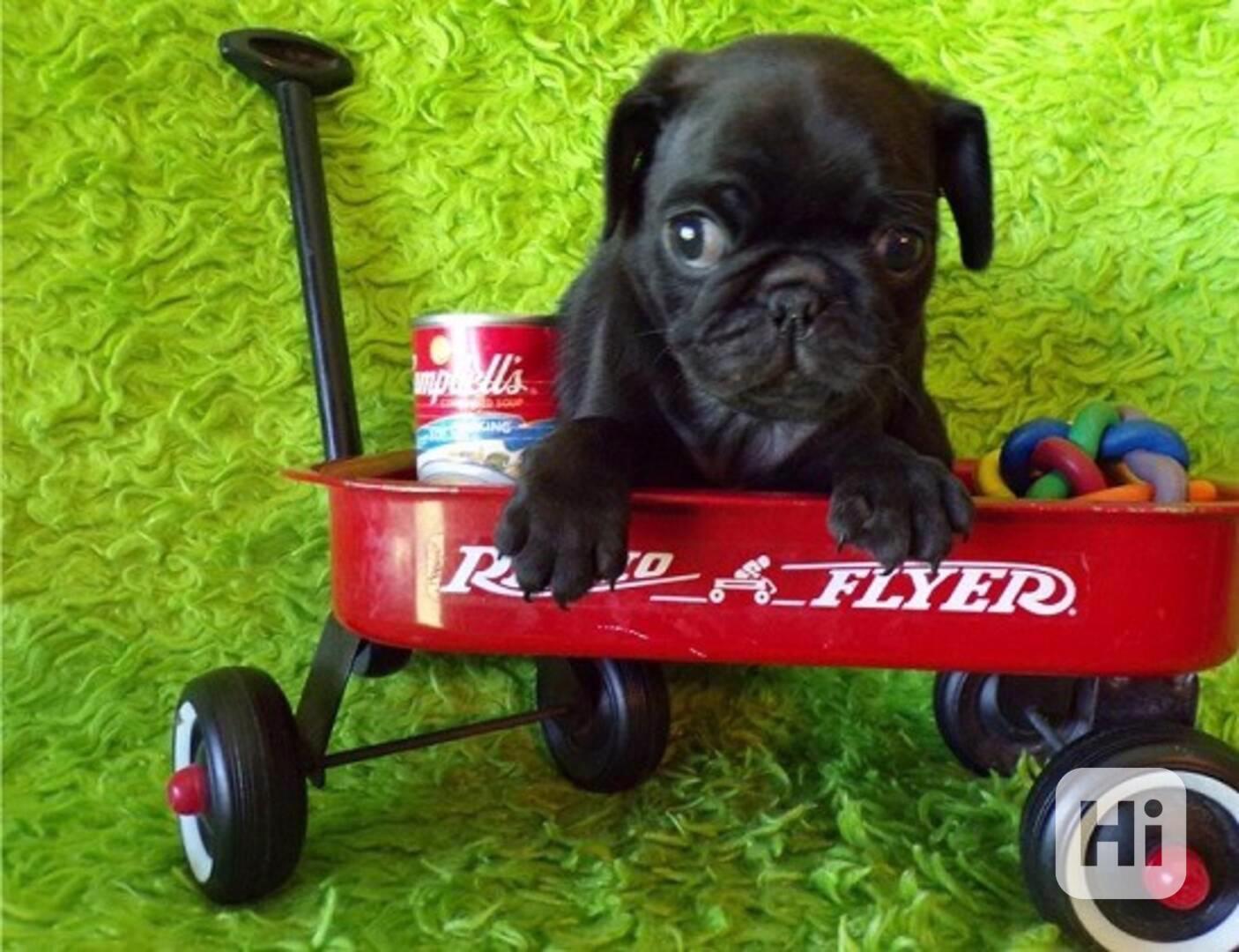 Vytírá štěňata k adopci a k ​​přemístění - foto 1