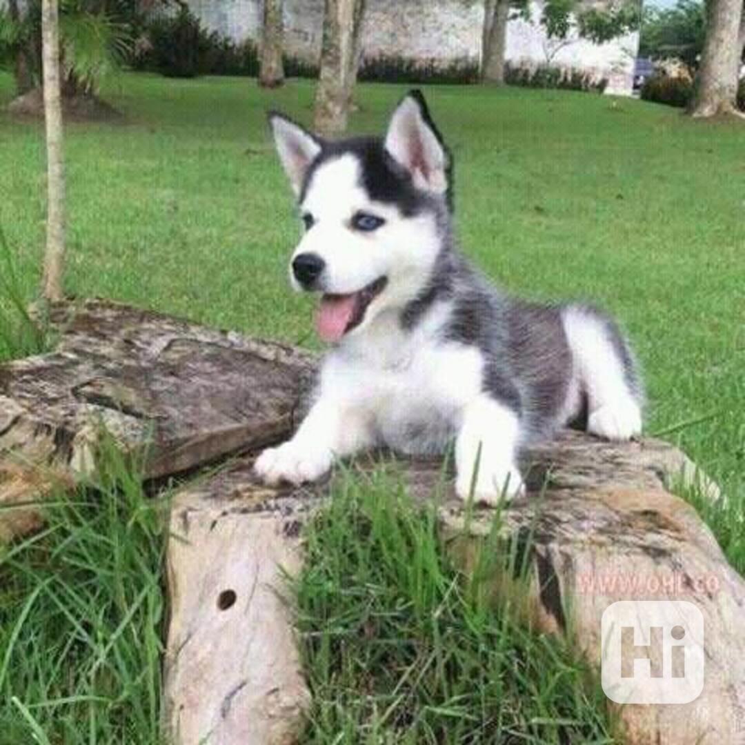 Zdarma dárek štěňata sibiřského huskyho k adopci   - foto 1