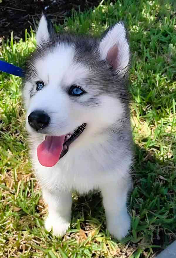 Zdarma dárek štěňata sibiřského huskyho k adopci   - foto 2