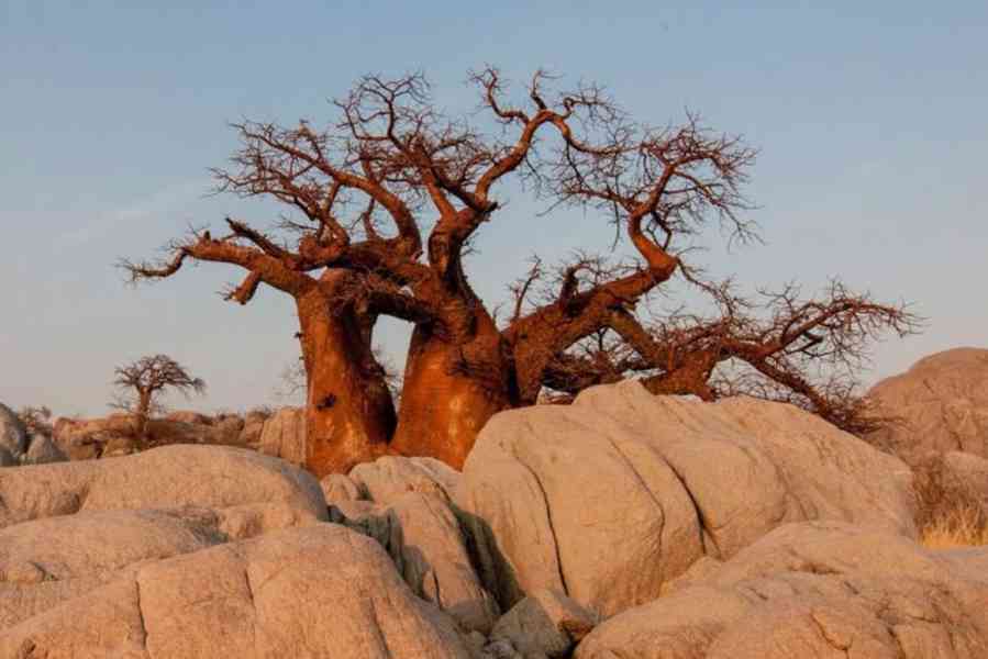 Strom života, Baobab prstnatý - 13 - 15 cm - foto 3