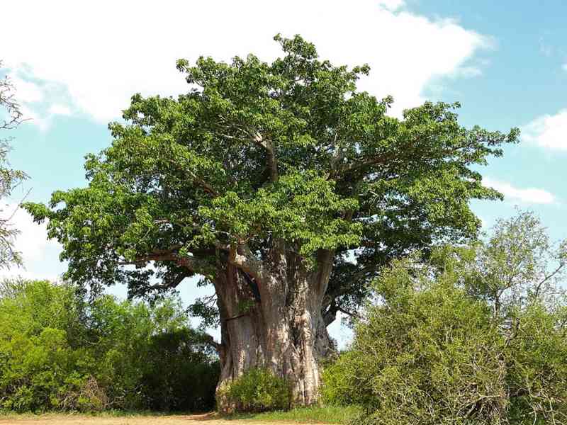 Strom života, Baobab prstnatý - 13 - 15 cm - foto 5