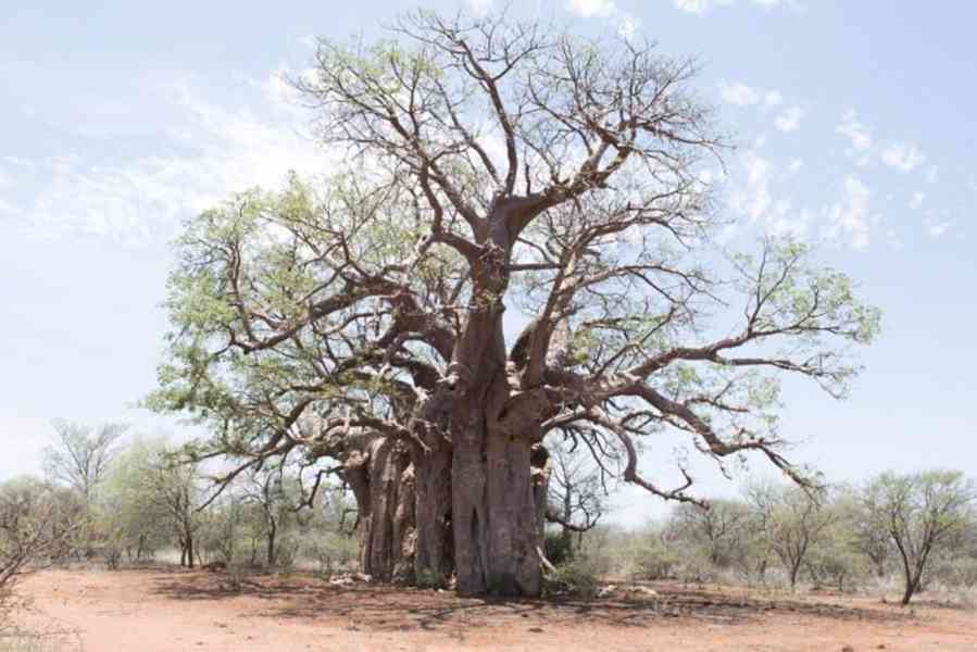 Strom života, Baobab prstnatý - 13 - 15 cm - foto 2
