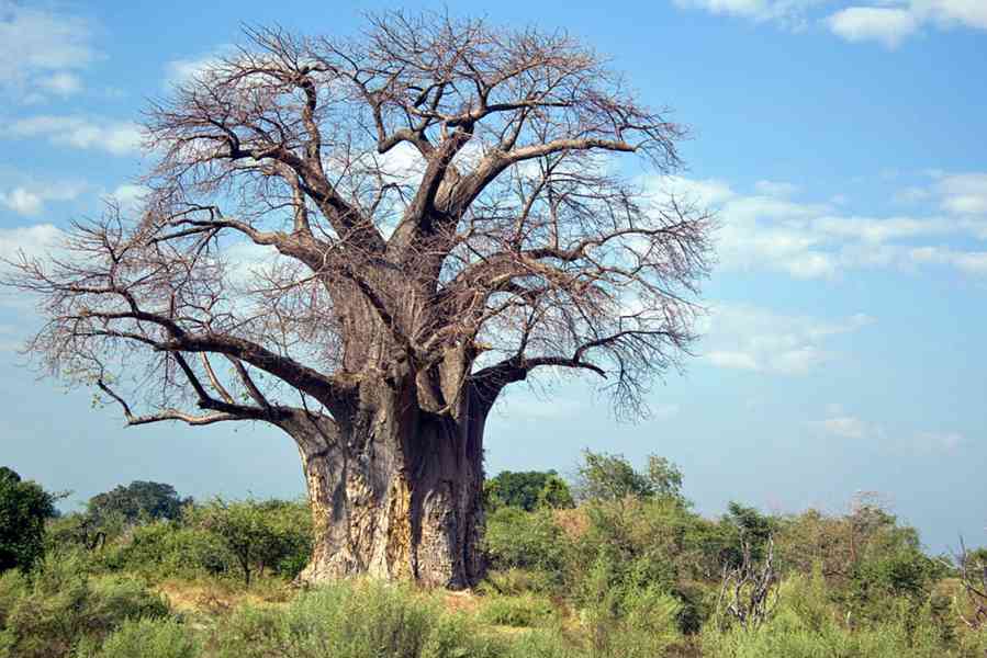 Strom života, Baobab prstnatý - 13 - 15 cm - foto 4
