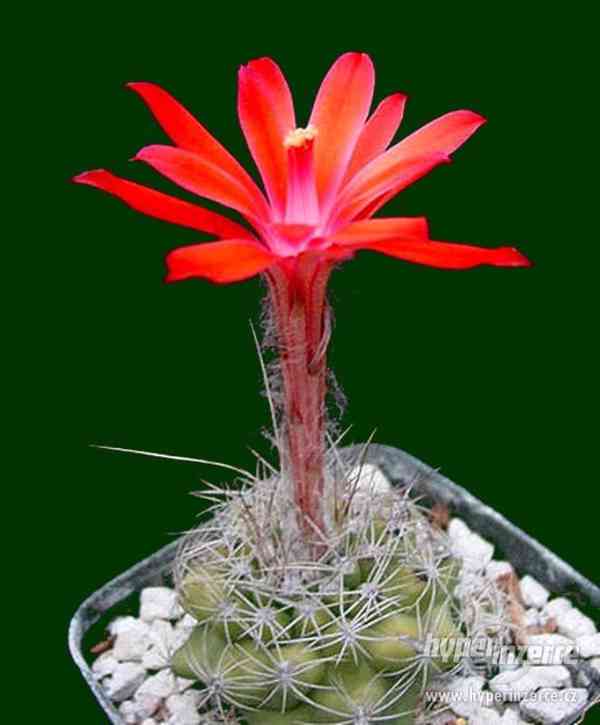 Kaktus Matucana Krahnii - semena - foto 1