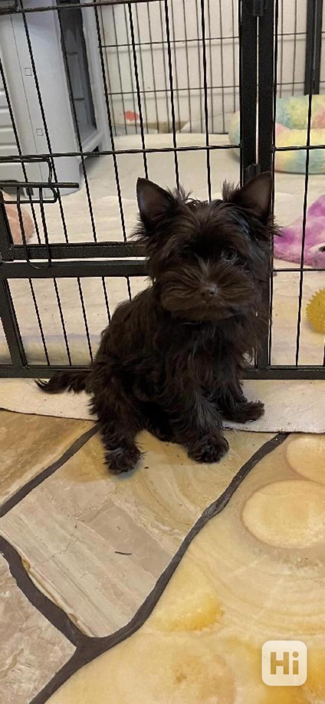 štěně pejsek dark choco yorkshire terrier - foto 1
