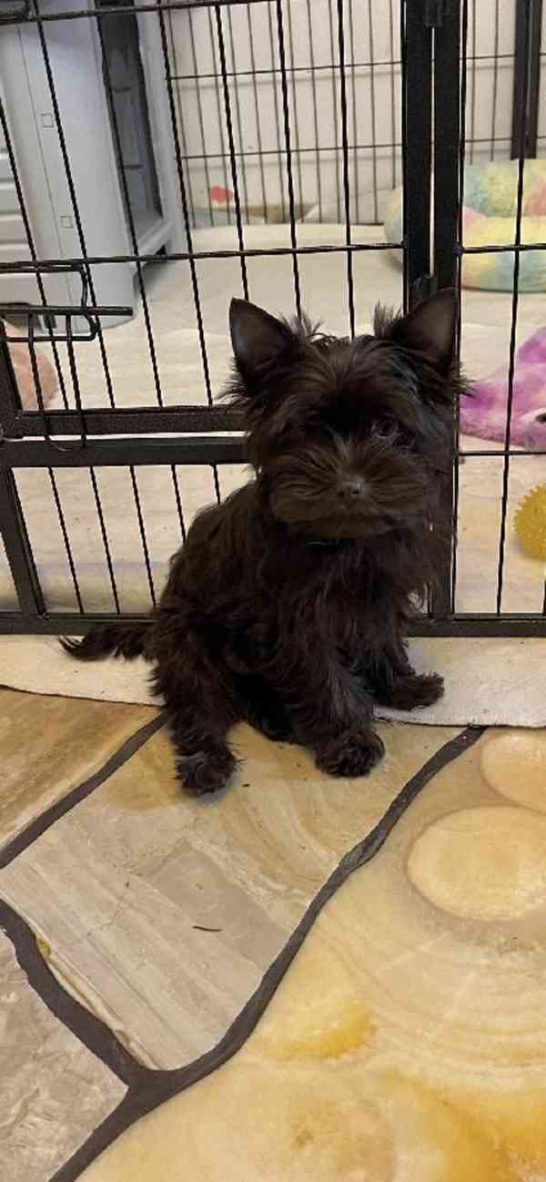 štěně pejsek dark choco yorkshire terrier - foto 1