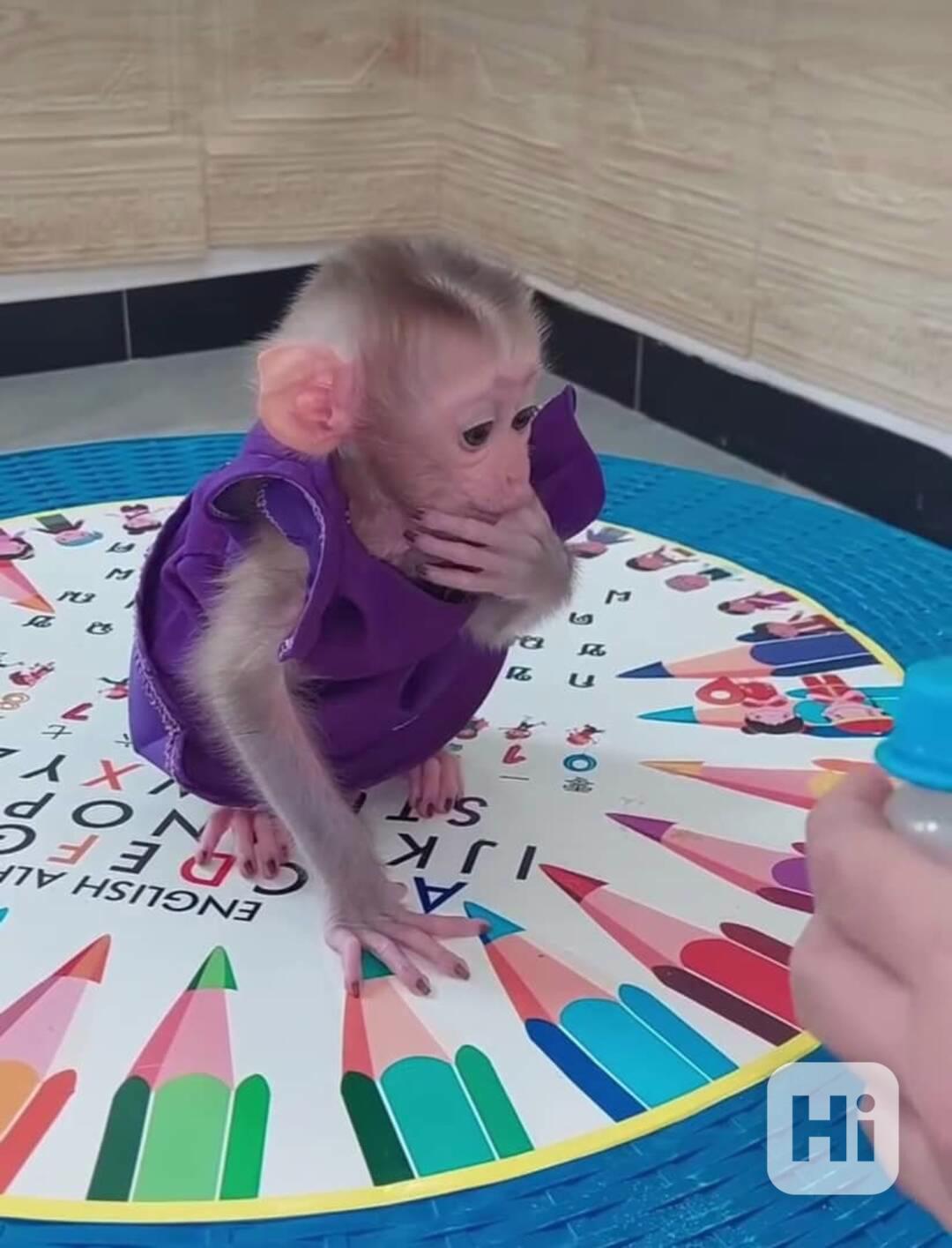 🐒 Krásné kapucínské opice k dispozici k prodeji - foto 1