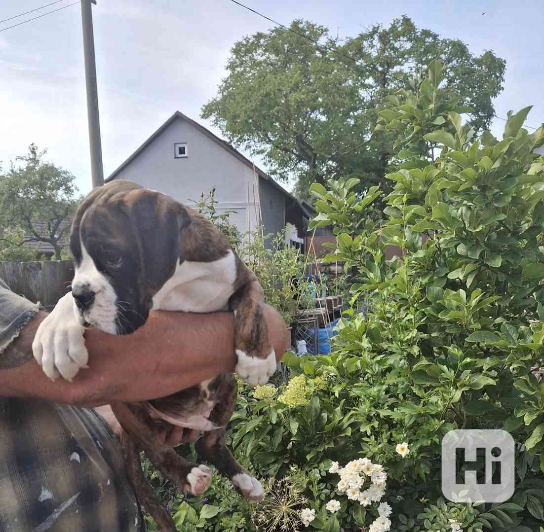 Štěně boxera - foto 1