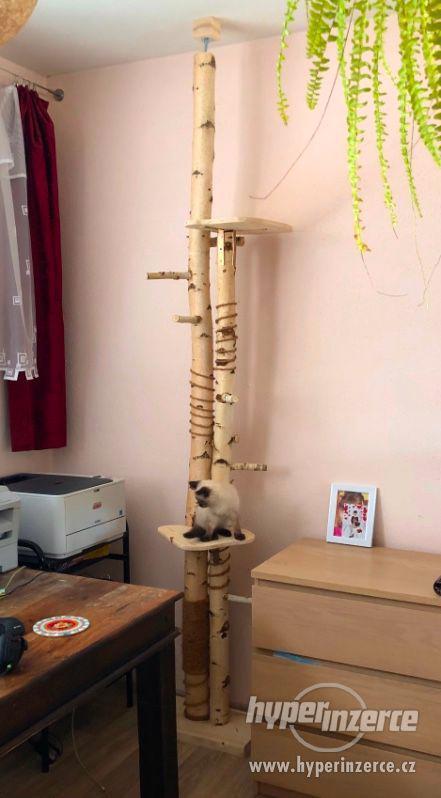 Výroba Designových Stromů Pro Kočky - foto 7