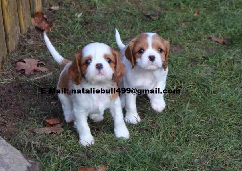 Kavalír King Charles Španěl - foto 1