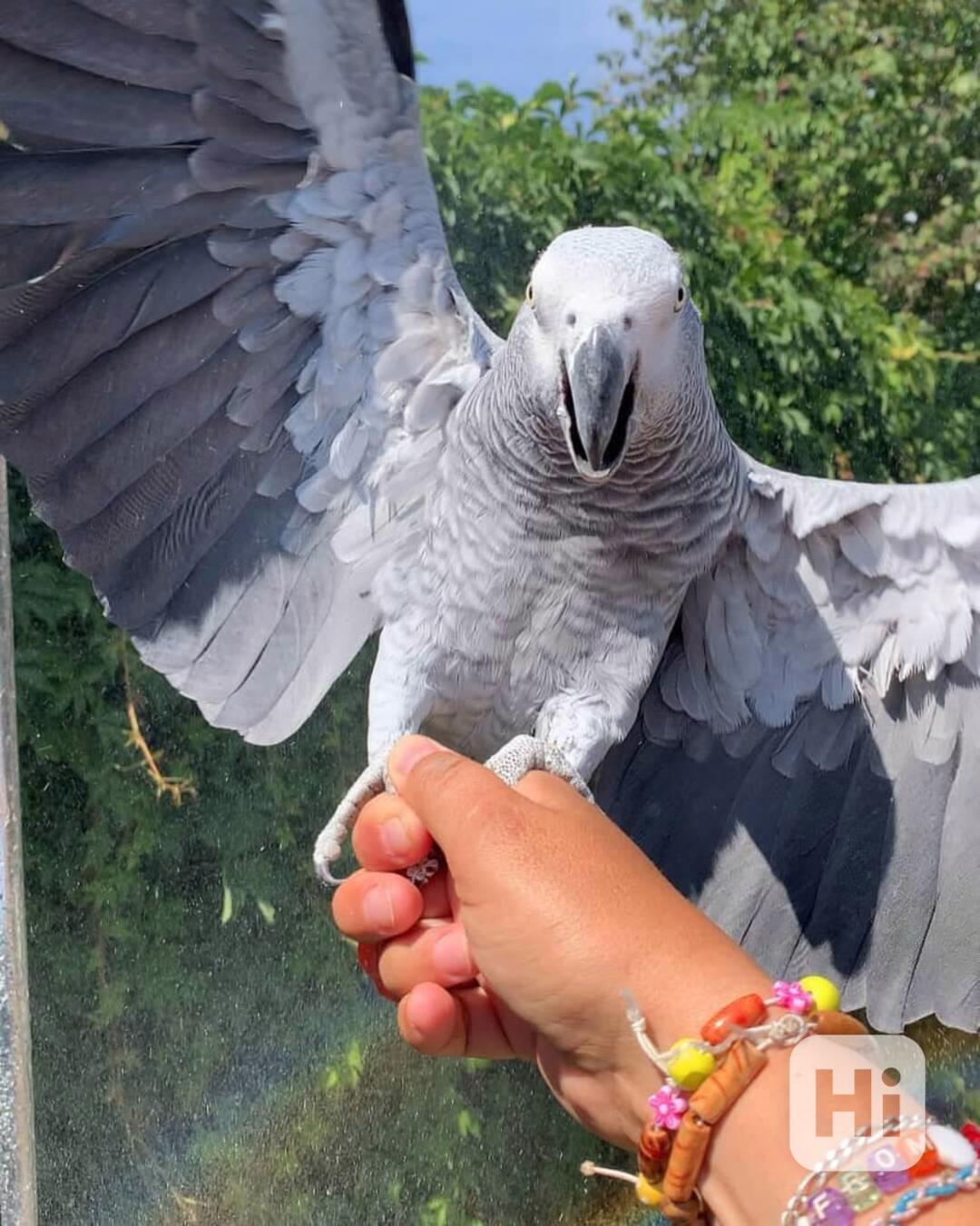 🦜 Prodám samečka a samici mluvících papoušků šedých! - foto 1