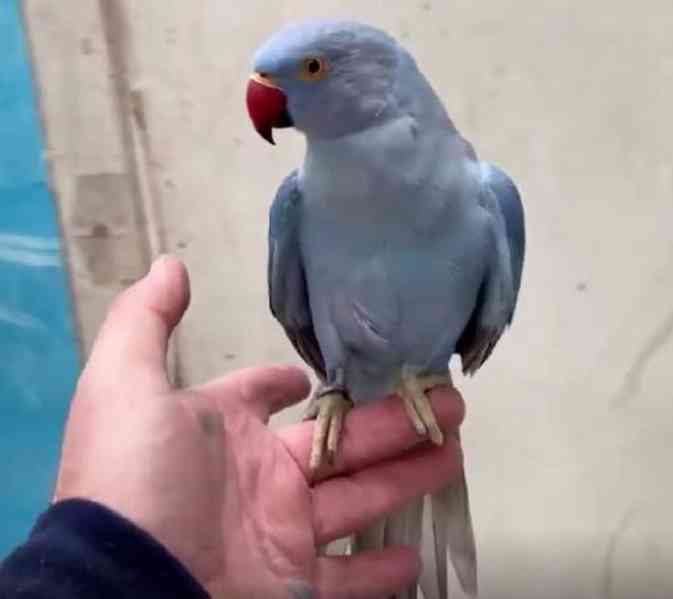 🦜 Prodám samečka a samici mluvících papoušků šedých! - foto 2