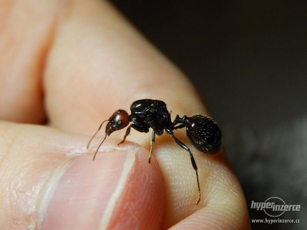 Prodám různé druhy mravenců, české, evropské, asijské - foto 1