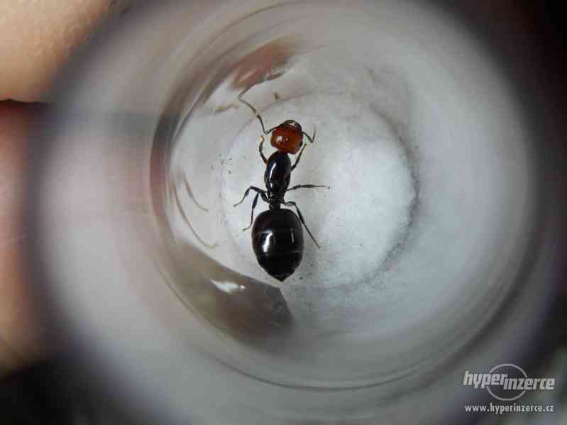 Prodám různé druhy mravenců, české, evropské, asijské - foto 2